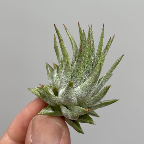 Tillandsia ionantha ‘Succulent Form’