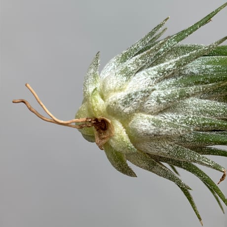 Tillandsia ionantha ‘Differente’
