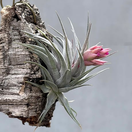 Tillandsia gardneri v. rupicola 'Compact Clone' × kautskyi 'Large Clone'