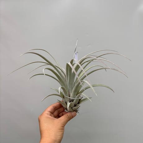 Tillandsia  zacapanensis