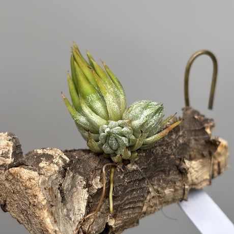 Tillandsia ionantha 'Special Selection' Collected in Nizanda