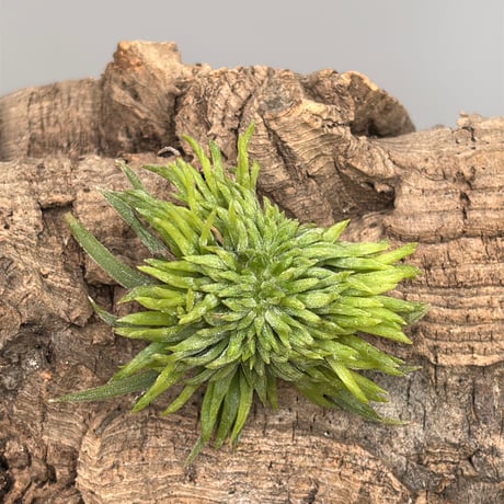 Tillandsia ionantha 'Crested Form'  Alien