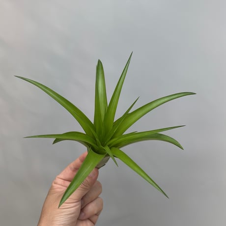 Tillandsia 'Marvelous Masterpiece'