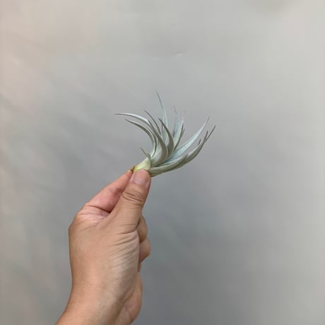Tillandsia gardneri v. rupicola 'Lavender Petal' Best Clone