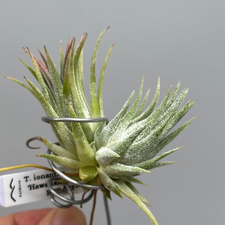 Tillandsia ionantha 'Hawaiian Lavender'