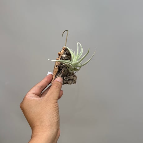 Tillandsia ramellae