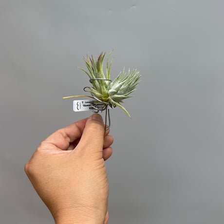 Tillandsia ionantha 'Hawaiian Lavender'