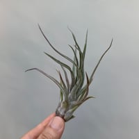 Tillandsia streptophylla 'Super Red Clone'