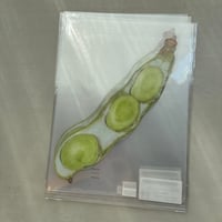 夕凪文具店「クリアファイル A4 ソラマメ」by荒井真紀