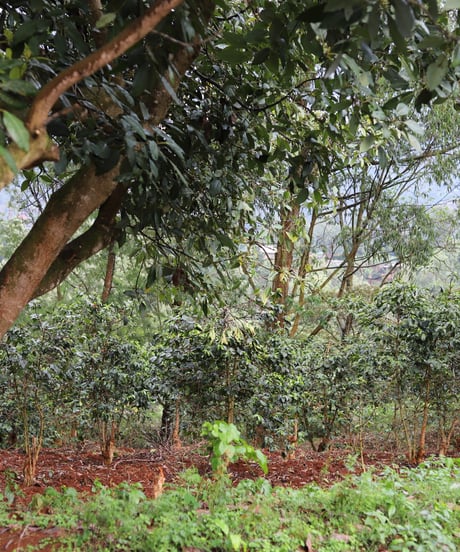 【coming soon】200g Kenya Thageini Super Natural Simba