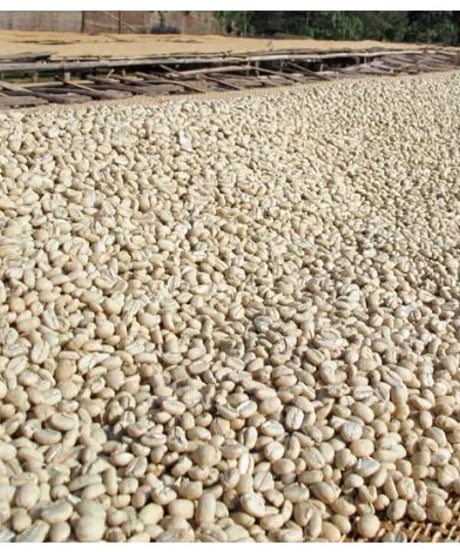 【coming soon】200g Ethiopia Wuri Gedeb G1 Washed