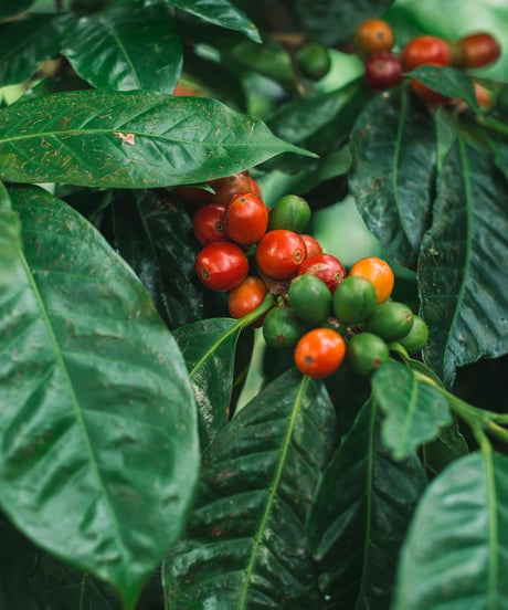 【coming soon】100g Panama Lérida Catuai Washed