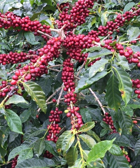 【coming soon】100g Panama Gran del Val Java Anaerobic Natural
