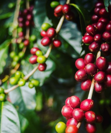 100g Panama Santamaria Geisha Natural