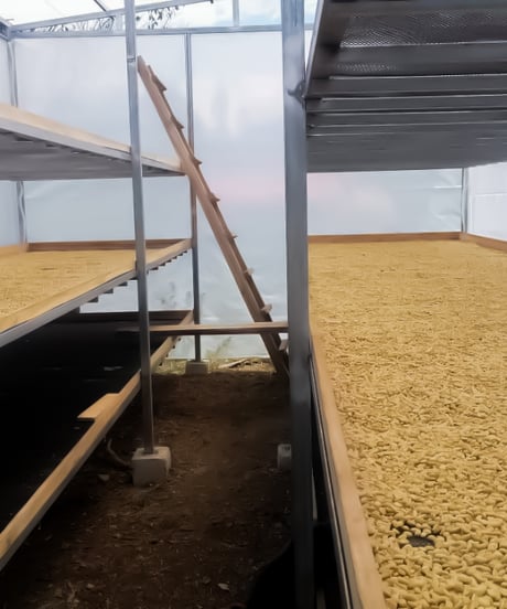200g Peru La Pomarosa Geisha Lavado