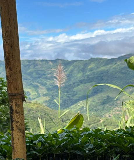 100g Ecuador Augosto Soto Typica Mejorado & Sidra Washed Honey Lot 4578