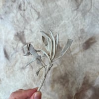 ホワイトセージ（リーフ）オーガニック