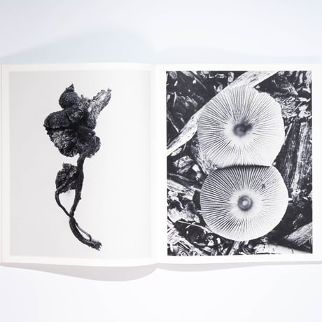Ying Ang – Fruiting Bodies