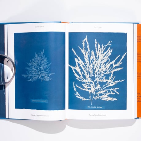 Anna Atkins. Cyanotypes. 45th Ed.
