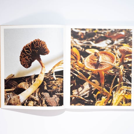 Ying Ang – Fruiting Bodies