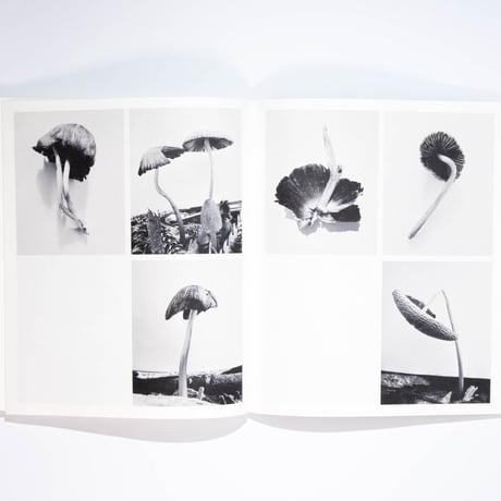 Ying Ang – Fruiting Bodies