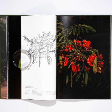 Michelle Piergoelam – Fourteen Leaves and a Cup of Water