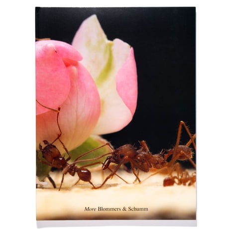 Blommers & Schumm - More