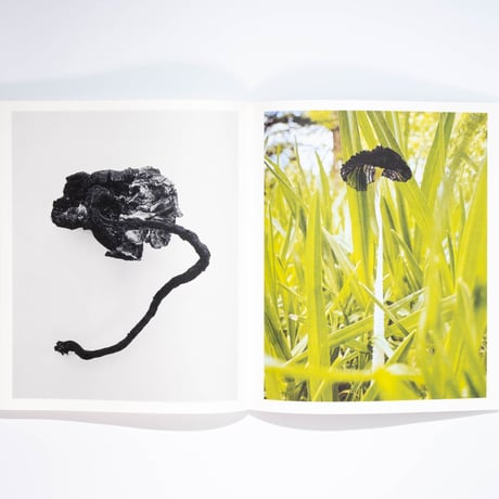 Ying Ang – Fruiting Bodies