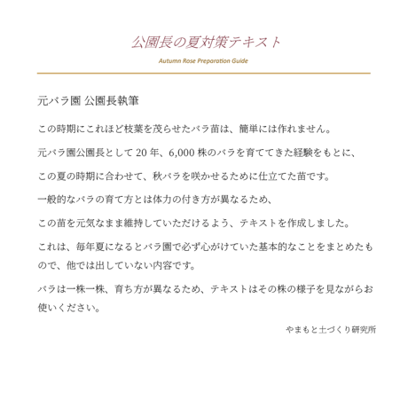 公園長の夏対策テキスト付　ルミエルシリーズ元気いっぱい7月苗　バラ苗は2026年7月18日(土)撮影　このバラをお届けいたします。　ゴールデンストリートカラーズ