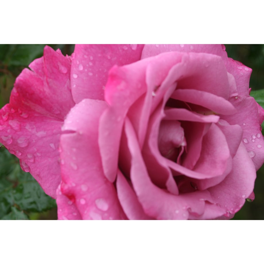 6a48a23050f81da9654c9004