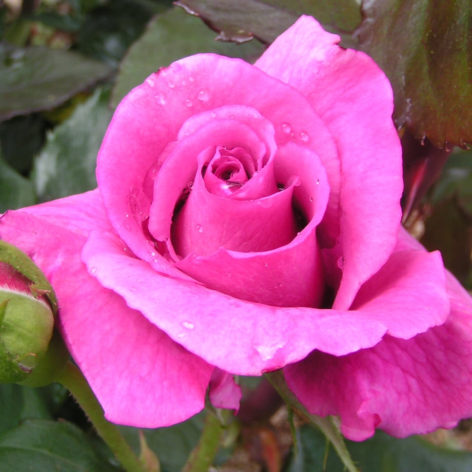 6a48a23050f81da9654c9004