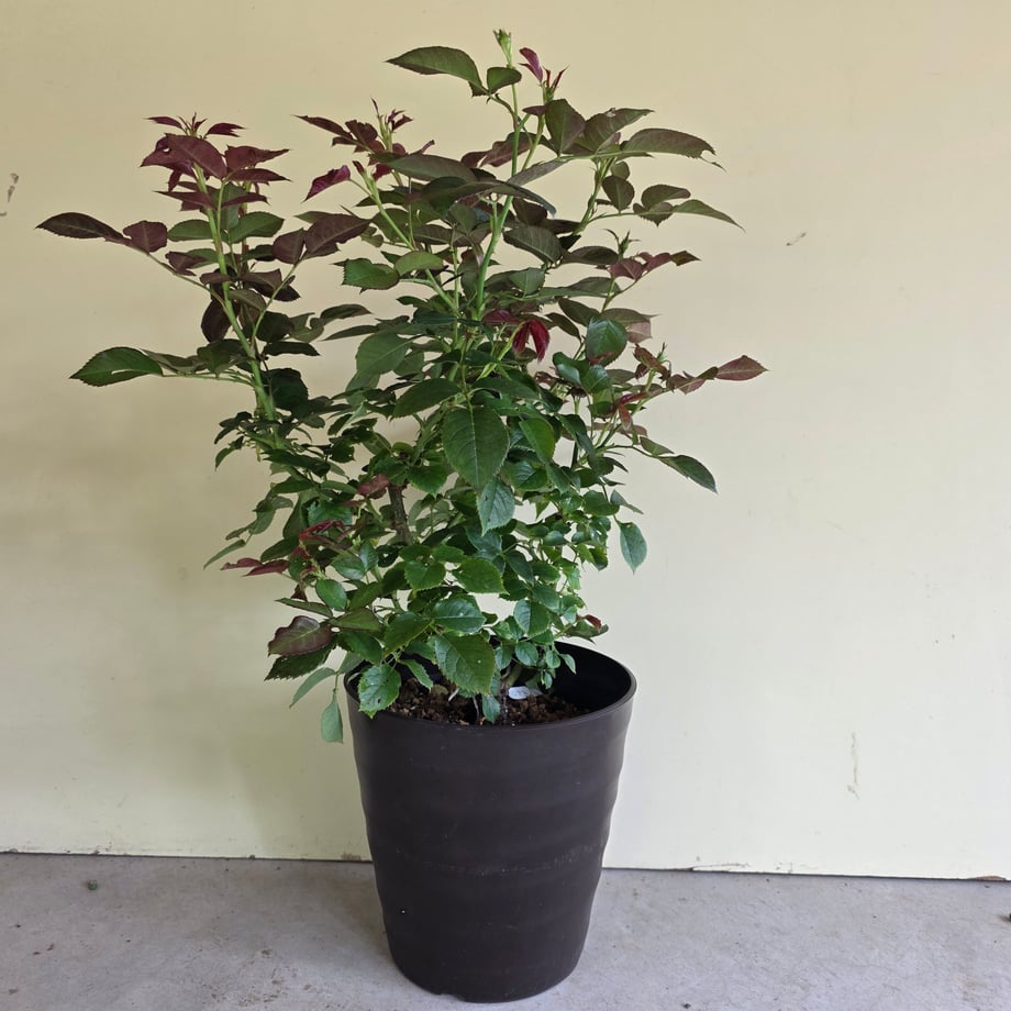 6a489f4c4b7d39094c1c6f65
