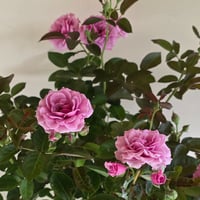公園長の夏対策テキスト付　ルミエルシリーズ元気いっぱい7月苗　バラ苗は2026年7月18日(土)撮影　このバラをお届けいたします。　マチネ