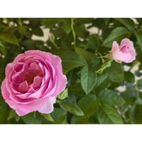 公園長の夏対策テキスト付　ルミエルシリーズ真夏の日差しにも負けない力強い株　バラ苗は2026年7月23日(木)撮影　このバラをお届けいたします。 リラトロプフェン