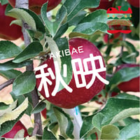 秋映｜ 1.5〜4.5kg箱(5玉〜25玉）【10月中旬〜順次発送】