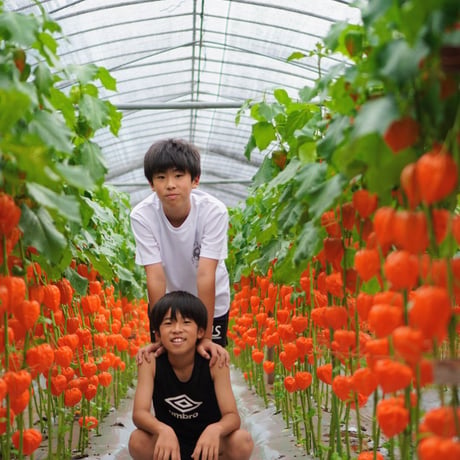 ほおずき切り花　葉付き　5本
