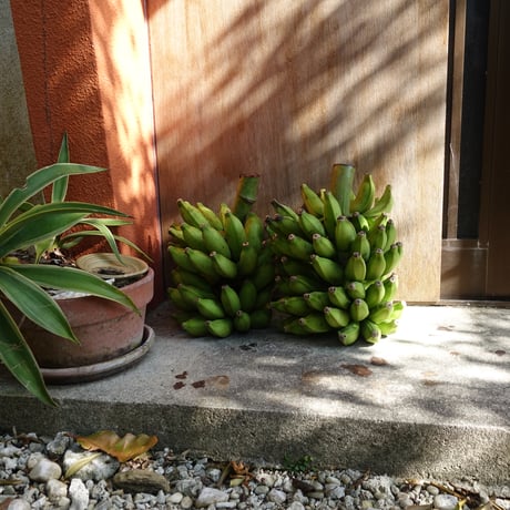 ある日、のバサナイ（バナナ）