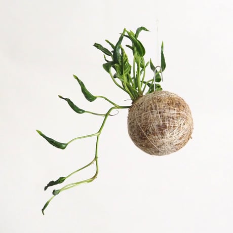 hang ball ポトス テルノシャングリラ/ball size S（テグス付き）