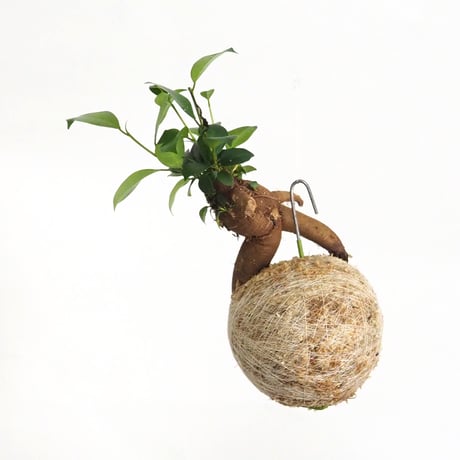 hang ball ガジュマルhb-2265/ball size M（テグス付き）