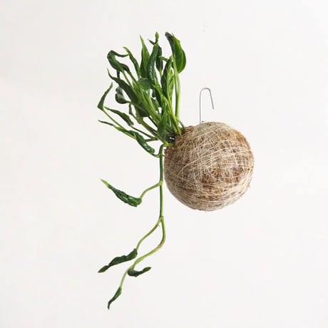 hang ball ポトス テルノシャングリラ/ball size S（テグス付き）
