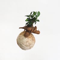 hang ball ガジュマルhb-2267/ball size M（テグス付き）