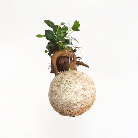 hang ball ガジュマルhb-2270/ball size M（テグス付き）