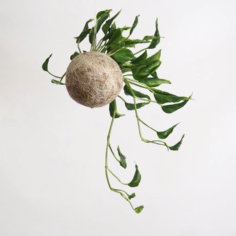 hang ball ポトス テルノシャングリラ/ball size M（テグス付き）