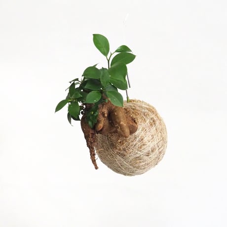 hang ball ガジュマルhb-2250/ball size M（テグス付き）