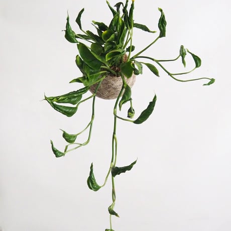 hang ball ポトス テルノシャングリラ/ball size M（テグス付き）