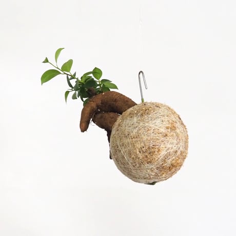 hang ball ガジュマルhb-2250/ball size M（テグス付き）