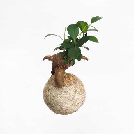 hang ball ガジュマルhb-2265/ball size M（テグス付き）