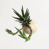 hang ball サンセベリア フランシシー/ball size S（テグス付き）