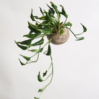 hang ball ポトス テルノシャングリラ/ball size M（テグス付き）