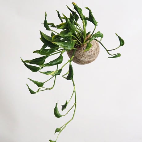 hang ball ポトス テルノシャングリラ/ball size M（テグス付き）